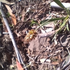 Plantago lanceolata at Cooma, NSW - 5 Apr 2025 03:08 PM