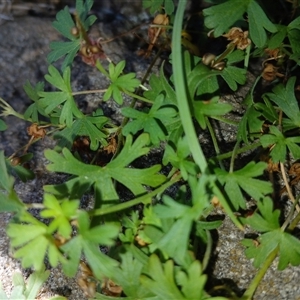 Geranium potentilloides at Cooma, NSW - 5 Apr 2025 02:35 PM