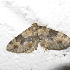 Aponotoreas dascia at Booth, ACT - 4 Apr 2025 12:30 PM