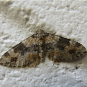 Aponotoreas dascia at Booth, ACT - 4 Apr 2025 12:30 PM