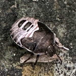 Dictyotus caenosus at Kangaroo Valley, NSW - suppressed