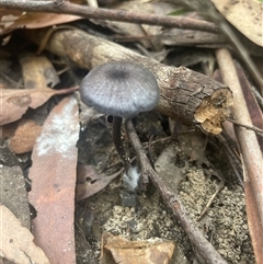 Entoloma sp. at Ulladulla, NSW - 5 Apr 2025 03:40 PM