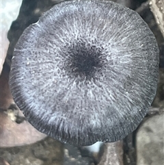 Entoloma sp. at Ulladulla, NSW - 5 Apr 2025 03:40 PM