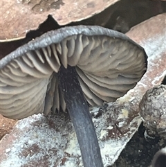 Entoloma sp. at Ulladulla, NSW - 5 Apr 2025 03:40 PM