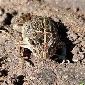 Limnodynastes tasmaniensis at Braidwood, NSW - 5 Apr 2025 02:14 PM