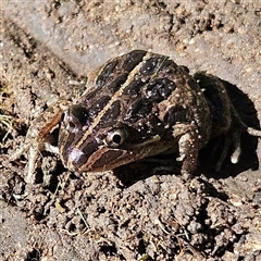 Limnodynastes tasmaniensis at Braidwood, NSW - 5 Apr 2025 02:14 PM