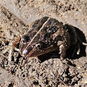 Limnodynastes tasmaniensis at Braidwood, NSW - 5 Apr 2025 02:14 PM