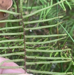 Gleichenia dicarpa at Ulladulla, NSW - suppressed