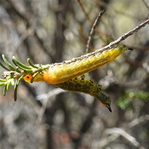 Pterygophorinae (subfamily) at Manar, NSW - 26 Mar 2025 11:39 AM