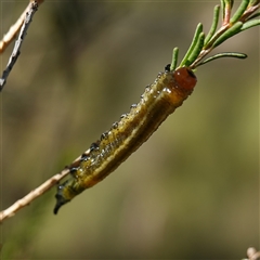 Pterygophorinae (subfamily) at Manar, NSW - 26 Mar 2025 11:39 AM