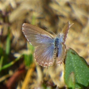 Theclinesthes serpentata at Lauderdale, TAS - 4 Apr 2025 01:56 PM