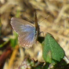 Theclinesthes serpentata at Lauderdale, TAS - 4 Apr 2025 01:56 PM