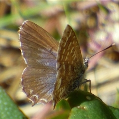 Theclinesthes serpentata at Lauderdale, TAS - 4 Apr 2025 01:56 PM