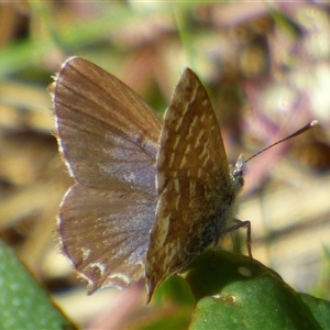 Theclinesthes serpentata at Lauderdale, TAS - 4 Apr 2025 01:56 PM