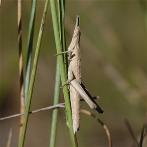 Keyacris scurra at Manar, NSW - 26 Mar 2025 10:07 AM