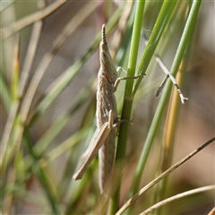 Keyacris scurra at Manar, NSW - 26 Mar 2025 10:07 AM