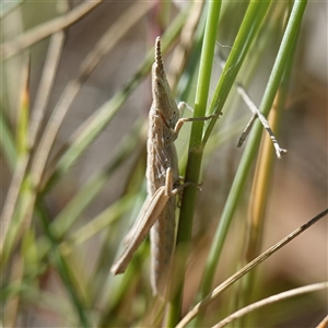 Keyacris scurra at Manar, NSW - 26 Mar 2025 10:07 AM