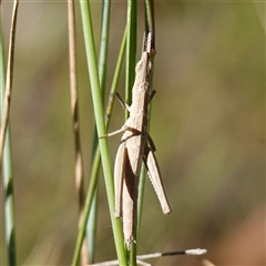 Keyacris scurra at Manar, NSW - 26 Mar 2025 10:07 AM