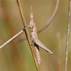 Keyacris scurra at Manar, NSW - 26 Mar 2025 12:04 PM