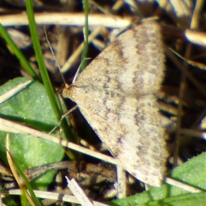 Scopula rubraria at Lauderdale, TAS - 4 Apr 2025 01:36 PM
