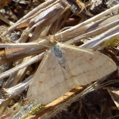 Scopula rubraria at Lauderdale, TAS - 4 Apr 2025 01:36 PM
