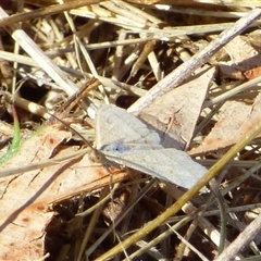 Scopula rubraria at Lauderdale, TAS - 4 Apr 2025 01:36 PM