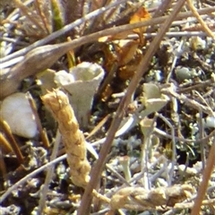 Cladonia sp. (genus) at Lauderdale, TAS - 4 Apr 2025 02:17 PM