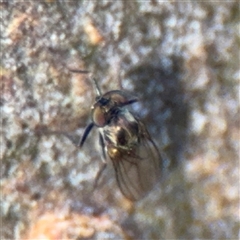 Dolichopodidae (family) at Canberra, ACT - 5 Apr 2025 by Hejor1