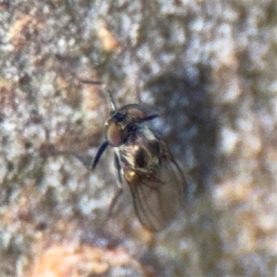 Dolichopodidae (family) at Canberra, ACT - 5 Apr 2025 by Hejor1