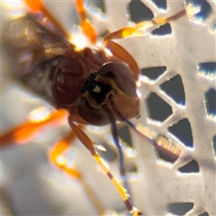 Ichneumonidae (family) at Canberra, ACT - 5 Apr 2025 by Hejor1