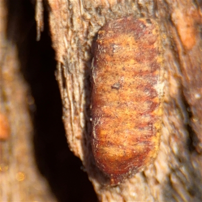 Laxta granicollis at Canberra, ACT - 5 Apr 2025 by Hejor1