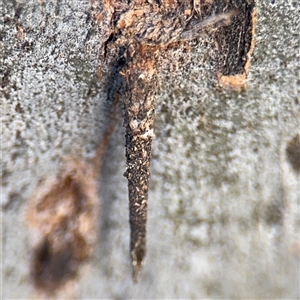 Conoeca or Lepidoscia (genera) IMMATURE at Canberra, ACT - 5 Apr 2025 08:59 AM
