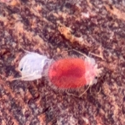 Trombidiidae (family) at City, ACT - 5 Apr 2025 by Hejor1