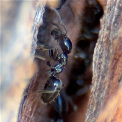 Anonychomyrma sp. (genus) (Black Cocktail Ant) at Canberra, ACT - 5 Apr 2025 by Hejor1