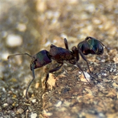 Rhytidoponera metallica at Canberra, ACT - 5 Apr 2025 09:45 AM