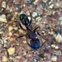 Rhytidoponera metallica at Canberra, ACT - 5 Apr 2025 09:45 AM