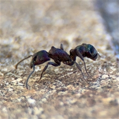 Rhytidoponera metallica at Canberra, ACT - 5 Apr 2025 09:45 AM