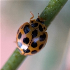 Harmonia conformis at Canberra, ACT - 5 Apr 2025 10:20 AM