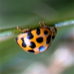 Harmonia conformis at Canberra, ACT - 5 Apr 2025 10:20 AM