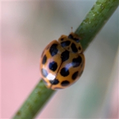 Harmonia conformis at Canberra, ACT - 5 Apr 2025 10:20 AM