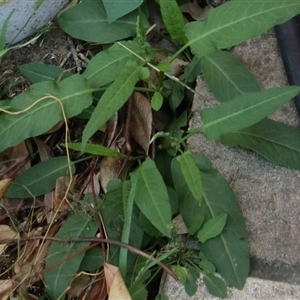 Unidentified Plant at Glenhaven, NSW - 1 Dec 2023 by Tdr