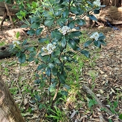 Unverified at suppressed - suppressed