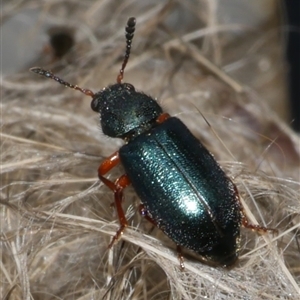 Necrobia rufipes at Freshwater Creek, VIC - 8 Mar 2025 02:17 PM