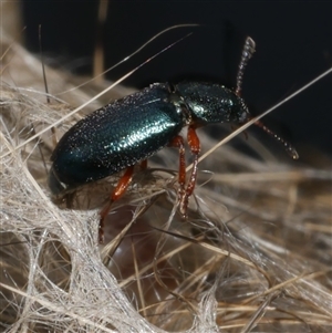 Necrobia rufipes at Freshwater Creek, VIC - 8 Mar 2025 02:17 PM