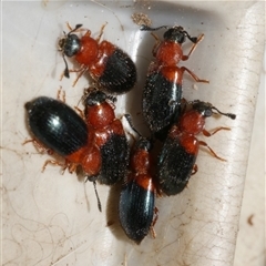 Necrobia ruficollis at Freshwater Creek, VIC - 8 Mar 2025 02:20 PM
