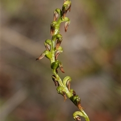 Corunastylis clivicola at Manar, NSW - suppressed