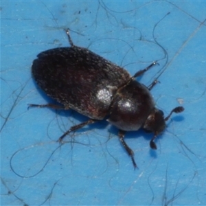 Dermestes sp. (genus) at Freshwater Creek, VIC - 8 Mar 2025 02:12 PM
