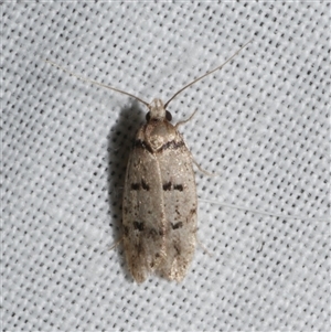 Scatochresis sp. ANIC1 at Freshwater Creek, VIC - 15 Mar 2025 02:50 AM
