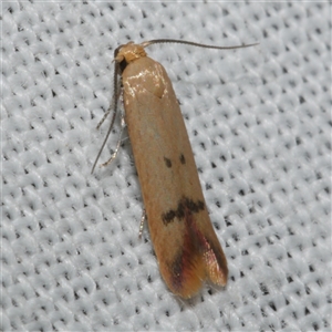 Tachystola hemisema at Freshwater Creek, VIC - 14 Mar 2025 09:37 PM
