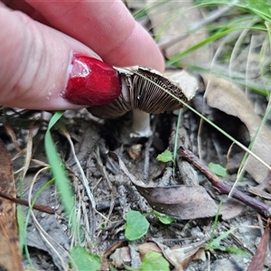 Agaricus sp. at Paddys River, ACT - 5 Apr 2025 06:25 PM